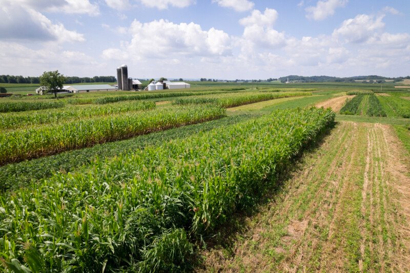 farm Common